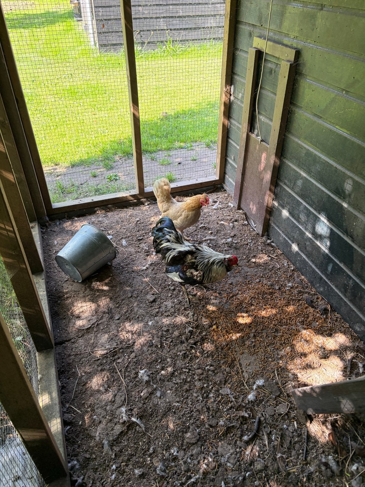 Haan en hen met kleurleggergen, Meerdere dieren, Kip