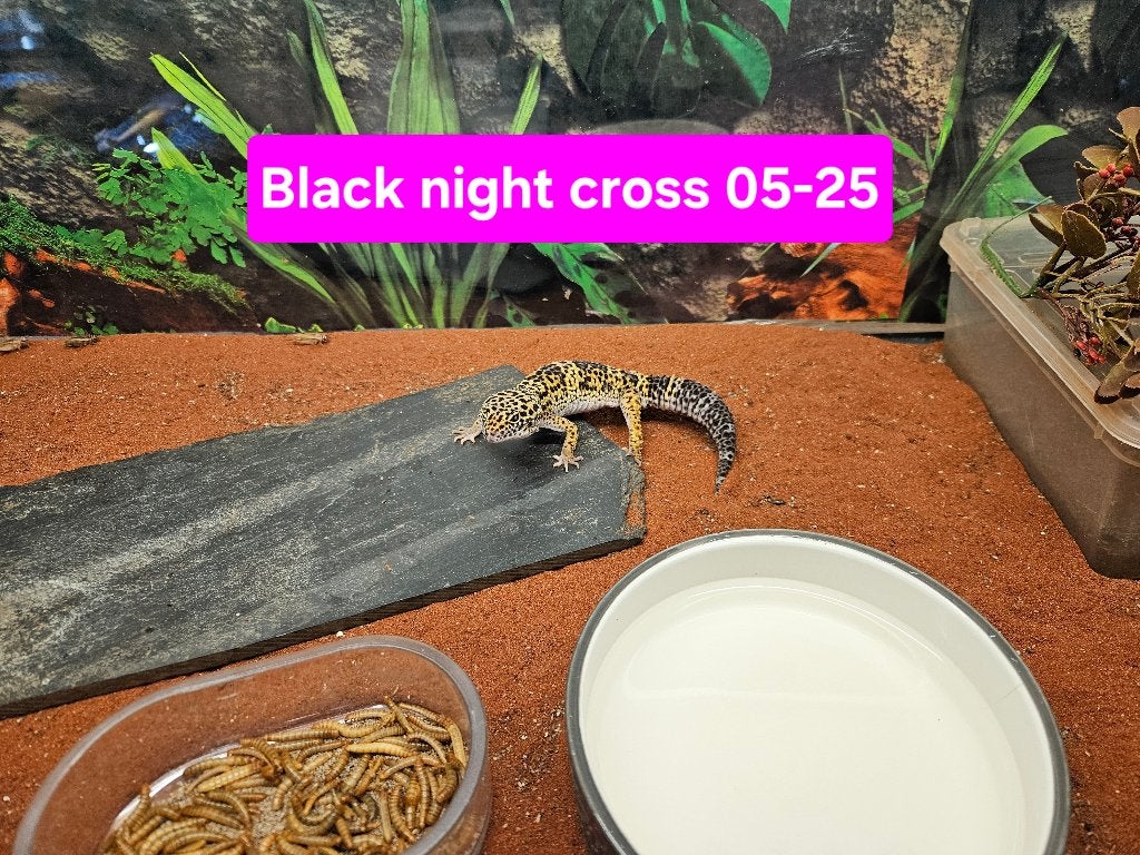 Eublepharis macularius Luipaardgekko, Dieren en Toebehoren, Reptielen en Amfibieën, Hagedis, 0 tot 2 jaar