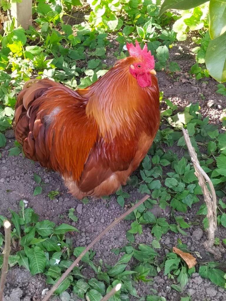 Cochin haan , kriel, Mannelijk, Kip