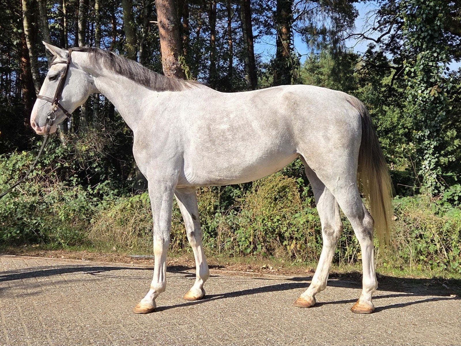 Allround 5 jarige KWPN merrie met TOP papier, Dieren en Toebehoren, Merrie, Met stamboom, Dressuurpaard, Zadelmak