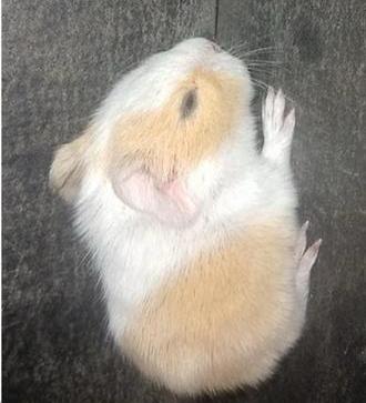 2 Cavia (zeugjes) gezocht, Dieren en Toebehoren, Cavia, Februari, Vrouwelijk, Tam