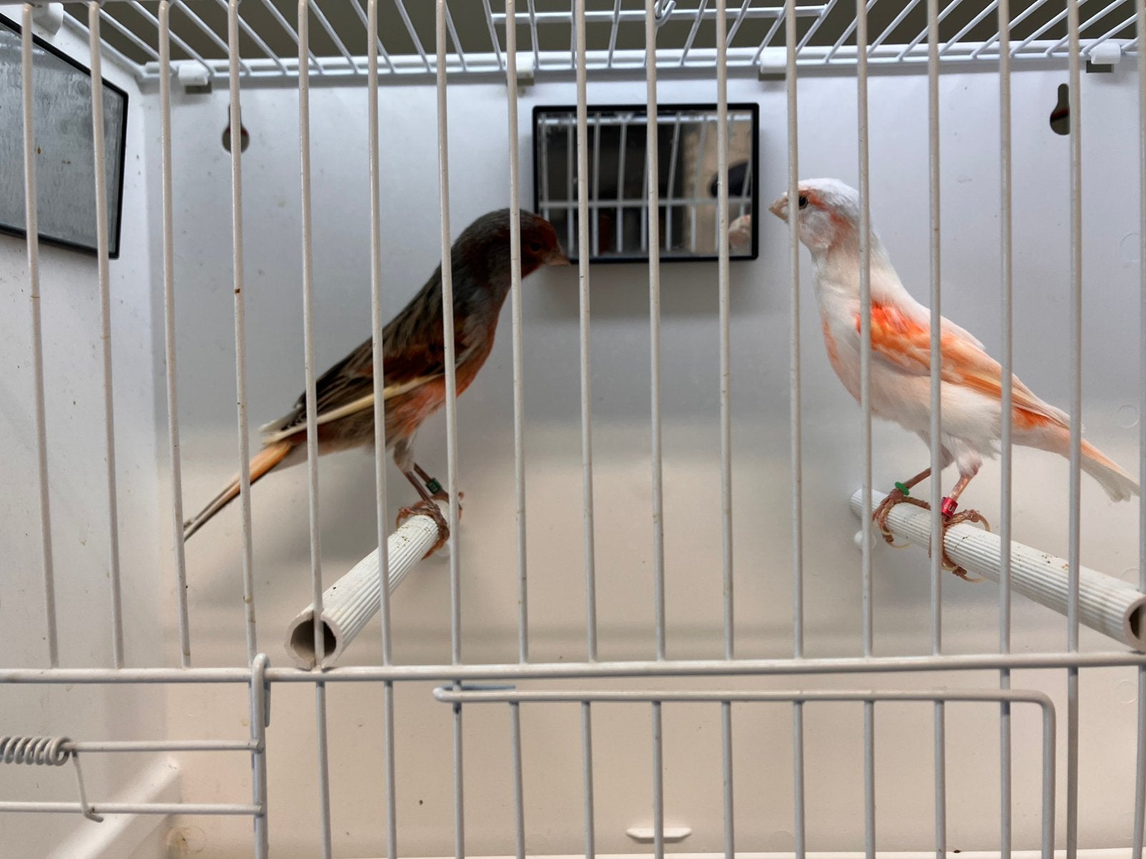 Echte kweekkoppels harlekijn kanaries!, Meerdere dieren, Postuurkanarie