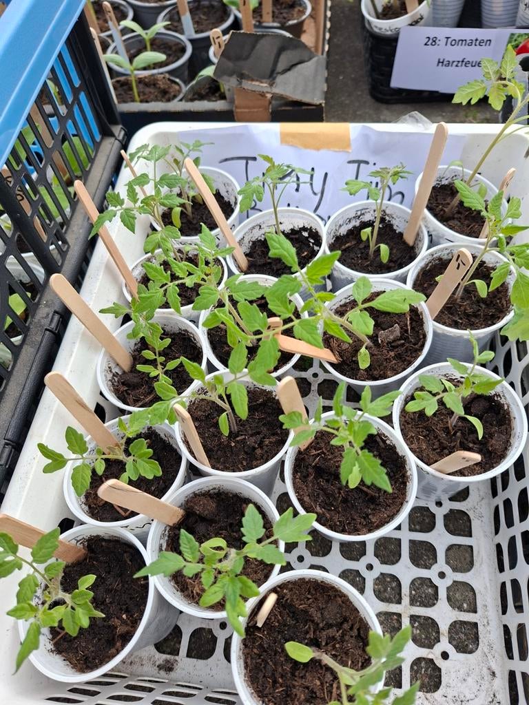 Moestuin planten tomaat tiny tim, balkontomaat, Ophalen