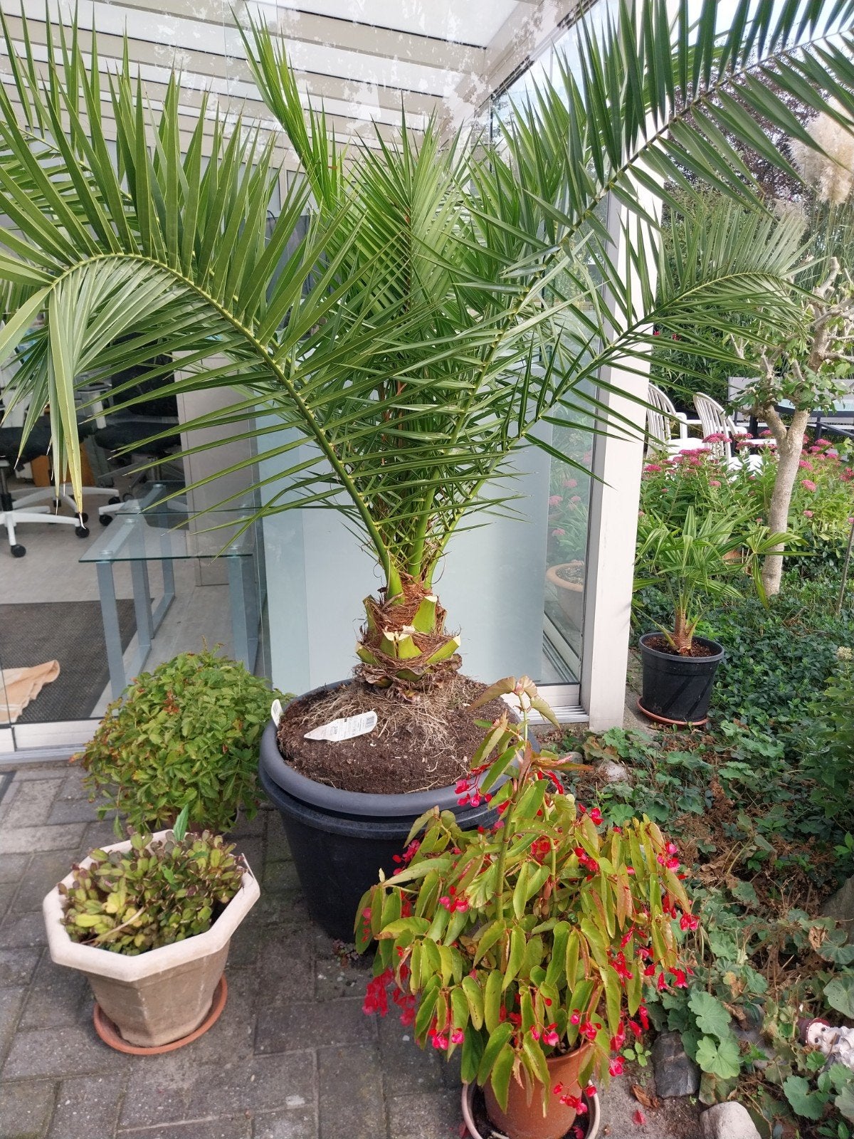 grote phoenix canariensis, Ophalen of Verzenden, Overige soorten, Volle zon