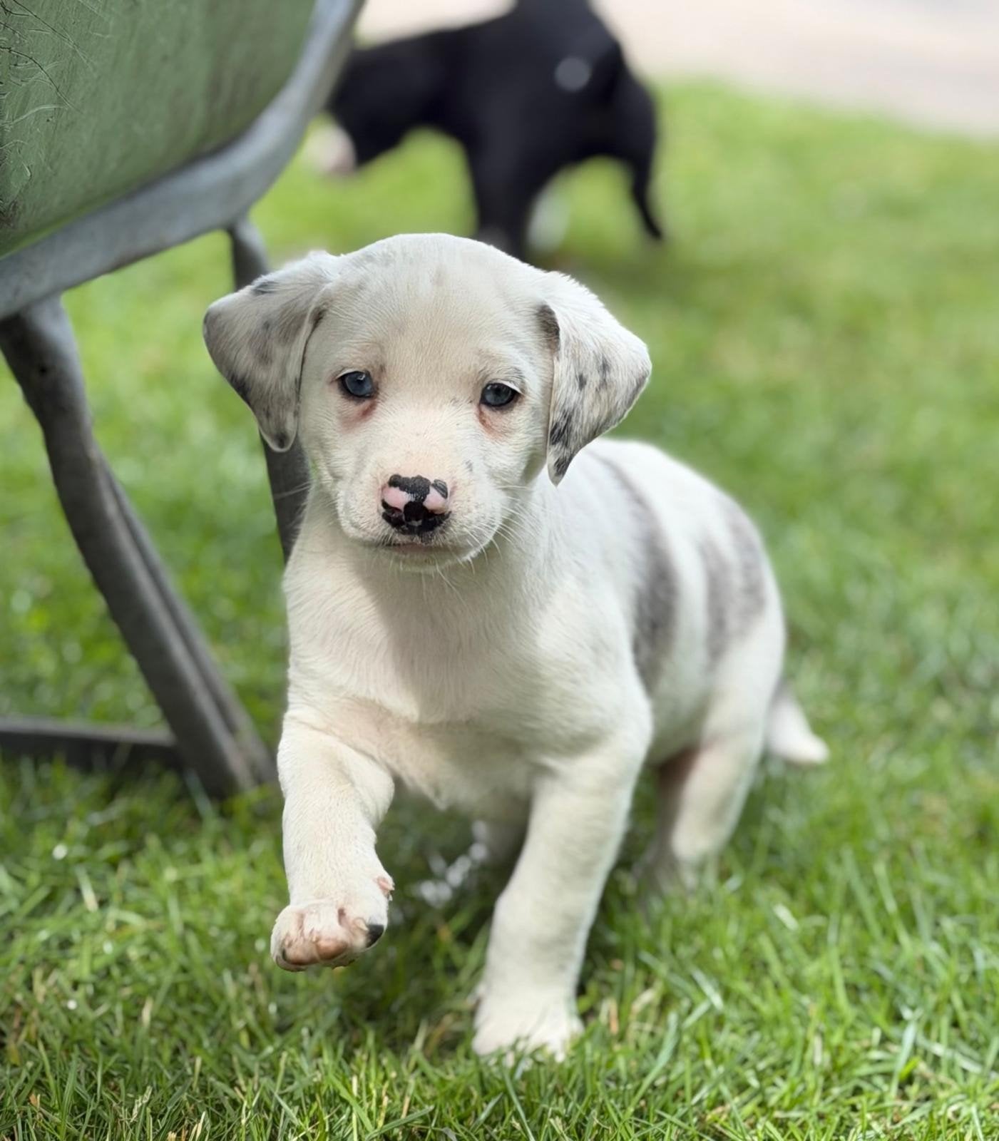 Prachtige Labrador/ Border collie pups, Parvo, 8 tot 15 weken, Labrador retriever, Meerdere