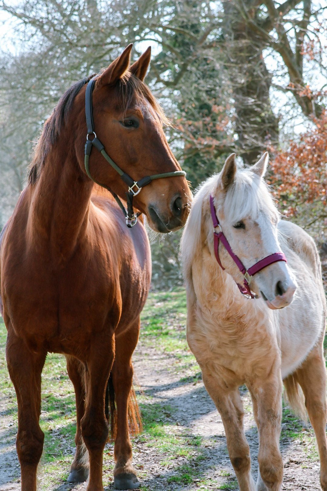 2 lieve merries te koop | Samen of apart, Merrie