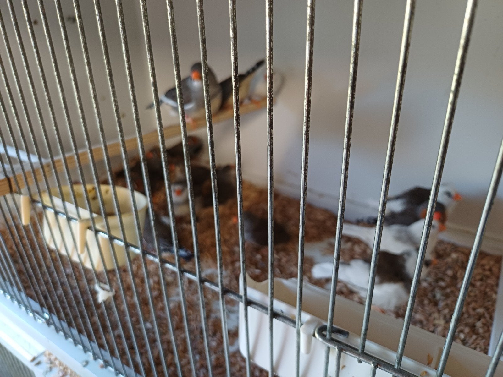 Diverse zebravinken, Meerdere dieren, Tropenvogel, Geringd