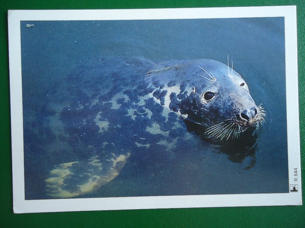 (1903) Dierenkaart: ZEEHOND, Verzamelen, Ansichtkaarten | Dieren, Verzenden, 1980 tot heden, Ongelopen, Waterdier