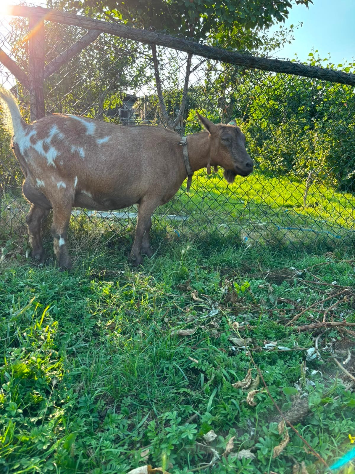 moeder met jong, Meerdere dieren, Geit, 3 tot 5 jaar