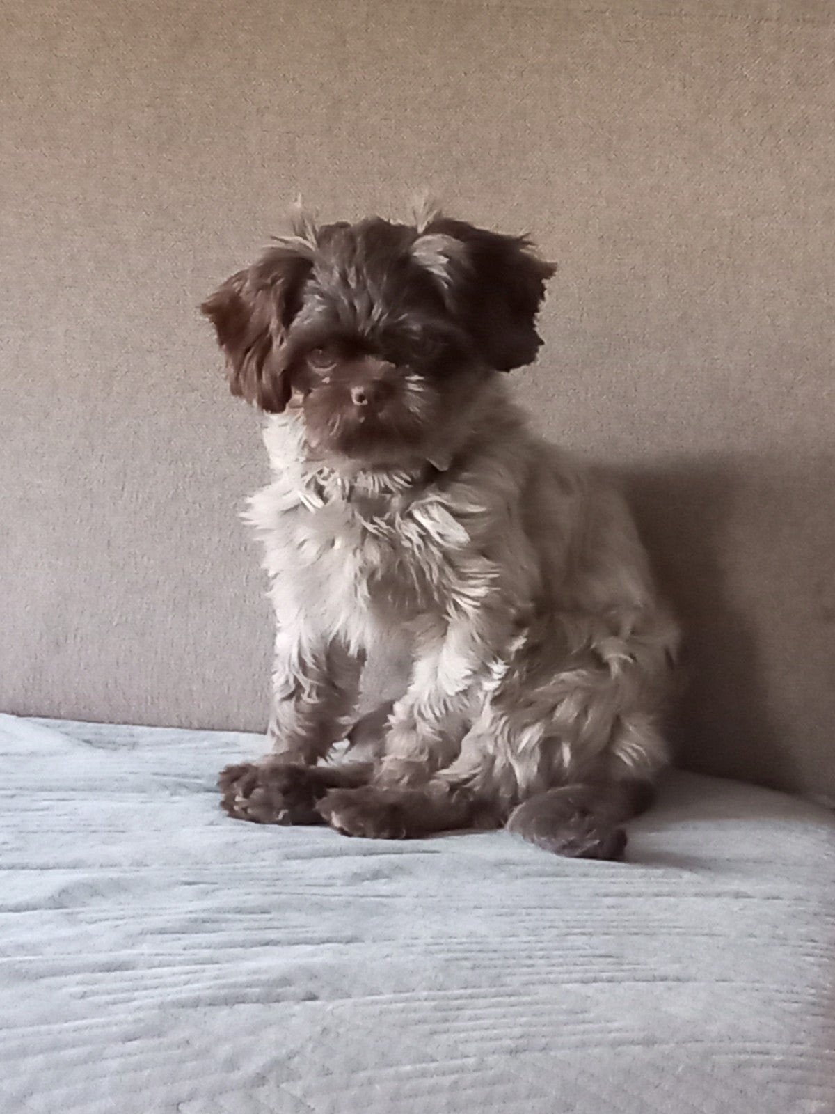 shih tzu, Dieren en Toebehoren, Overige rassen, 1 tot 2 jaar, Teef, Eén hond