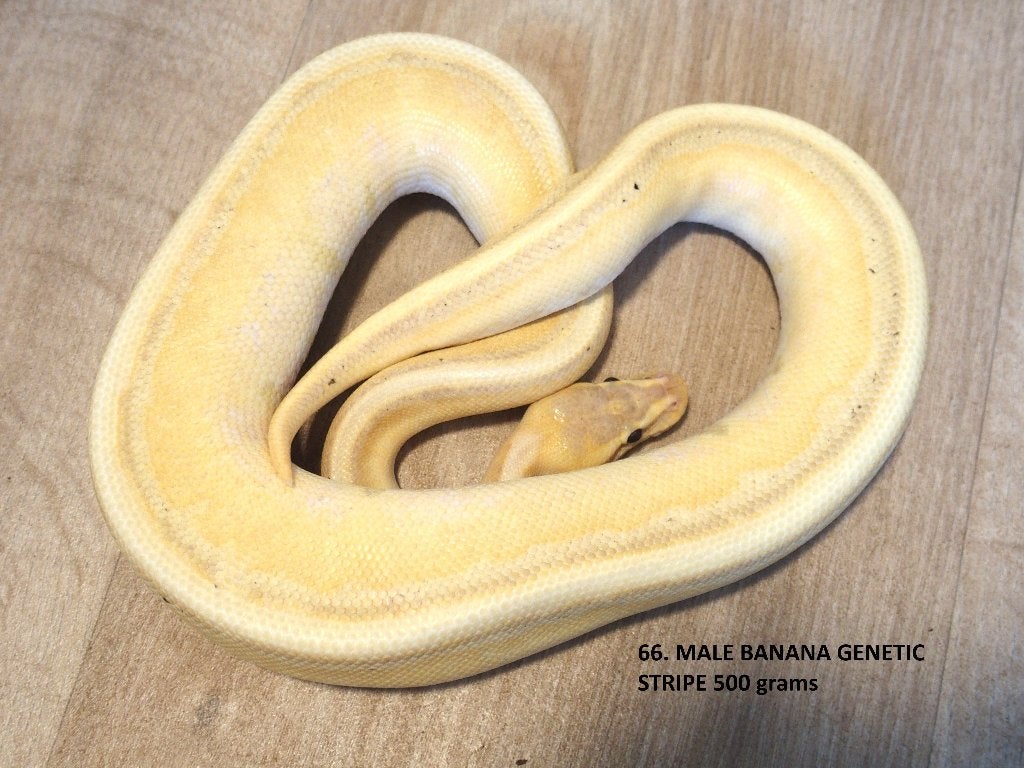 Koningspythons halfwas en volwassen kweekdieren deel 3 Ball Python photo 18