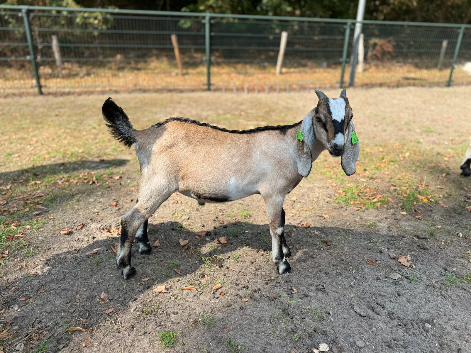 Nubische bok, Dieren en Toebehoren, Mannelijk, Geit