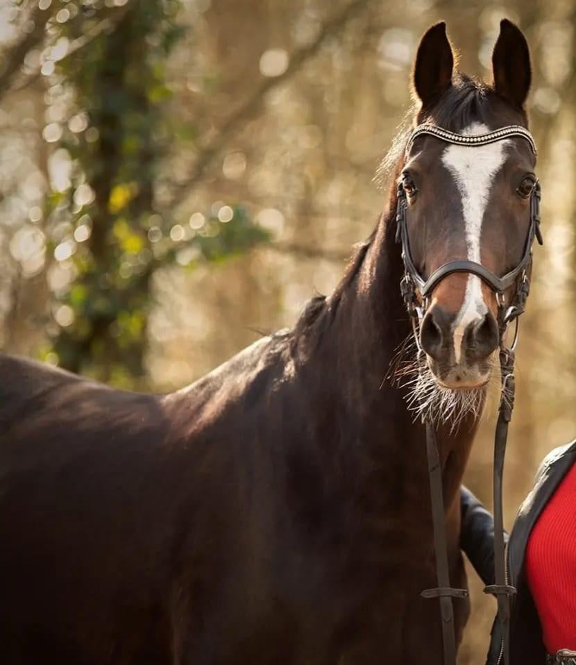 Friday – lieve E-pony ruin, Dieren en Toebehoren, Paarden, Ruin, M, Gechipt, 11 jaar of ouder