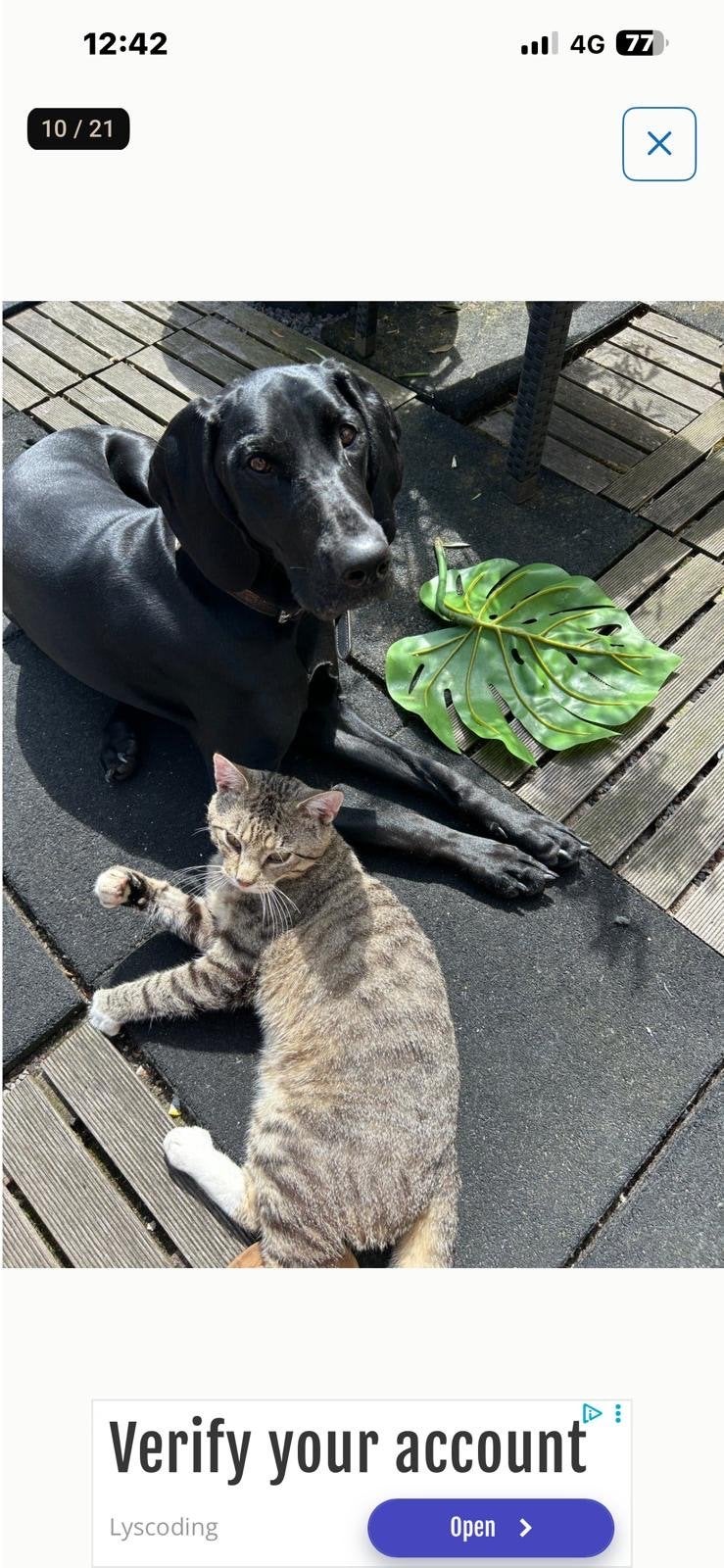 Duitse Dog-mix zoekt een liefdevol nieuw thuis spoed, Dieren en Toebehoren, Teef, Groot, Eén hond, CDV (hondenziekte)