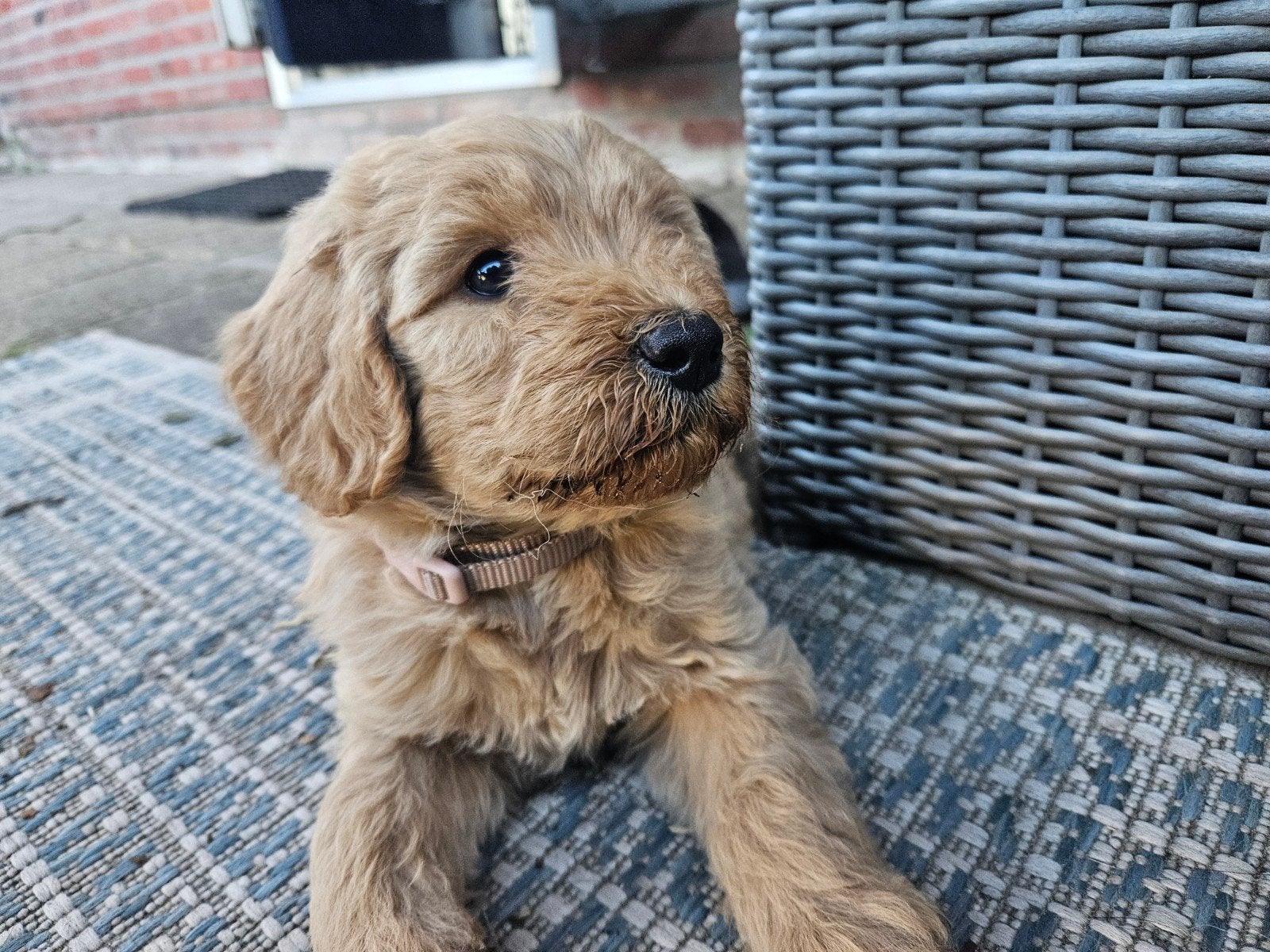 Mini goldendoodle f1 x australian labradoodle pups, Parvo, Overige rassen, 8 tot 15 weken, Meerdere