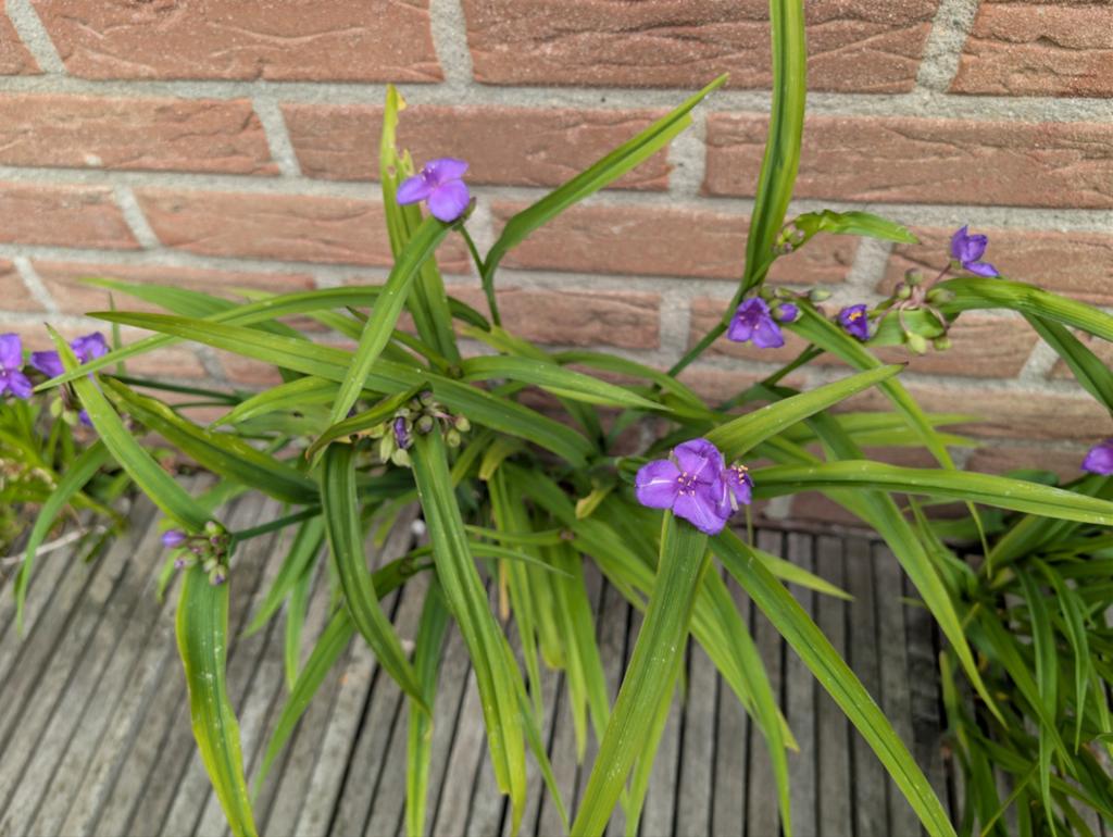 Tradescantia ohiensis loten (eendagsbloem/ Mozes in wiegje), Tuin en Terras, Bloembollen en Zaden, Ophalen, Volle zon