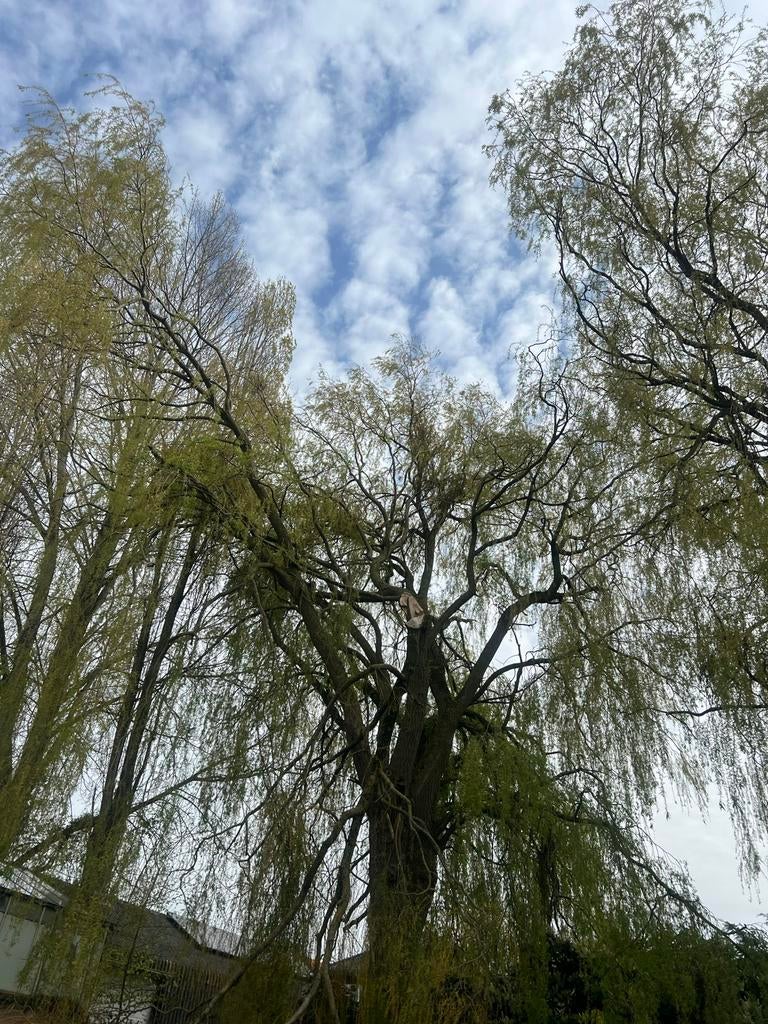 Grote treurwilg boom omzagen gratis, Tuin en Terras, Planten | Bomen, Volle zon, Treurboom, Ophalen of Verzenden, Lente