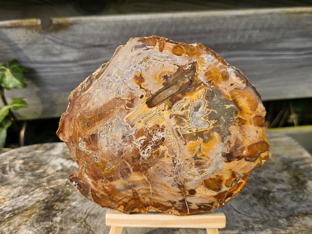 Mooie versteend hout schijf, Ophalen of Verzenden