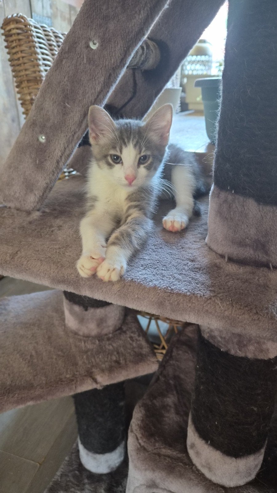 hallo wij zijn lillo en muisje lieve vrolijke kittens, Meerdere dieren