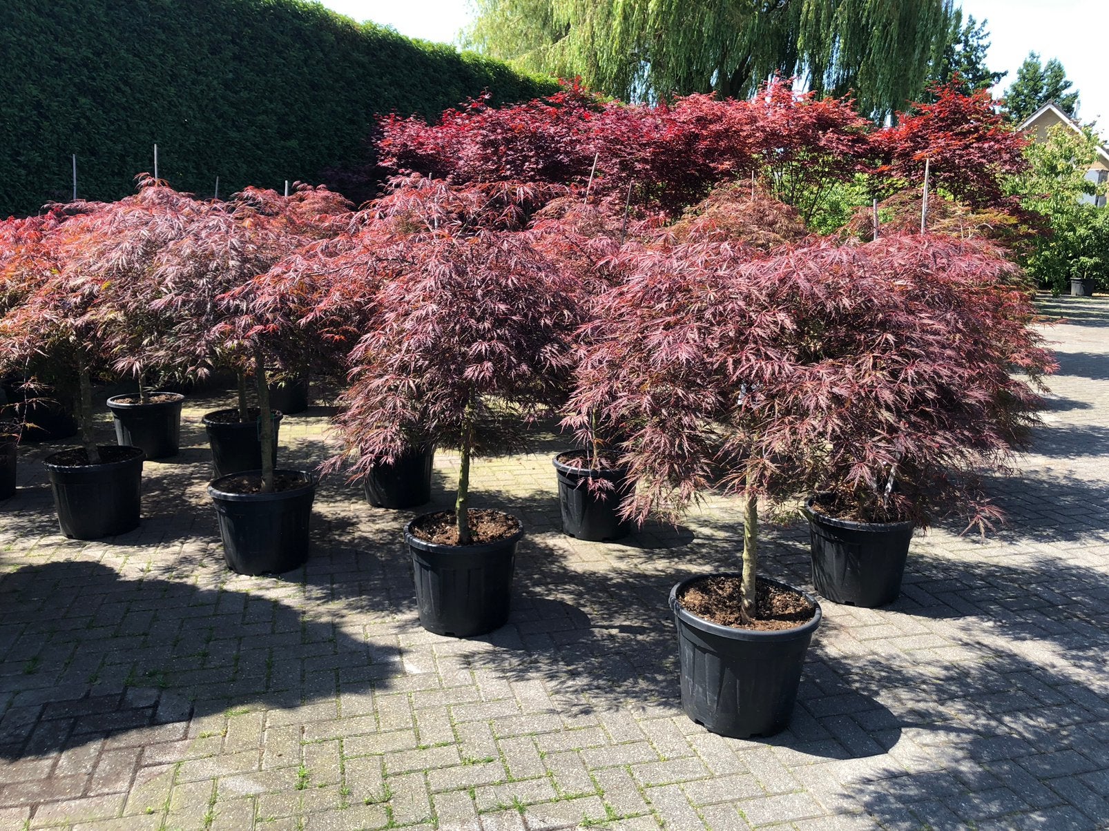 Japanse esdoorn op stam kroon 120 cmbreed, Tuin en Terras, Bloeit niet, Halfschaduw, Overige soorten, 100 tot 250 cm