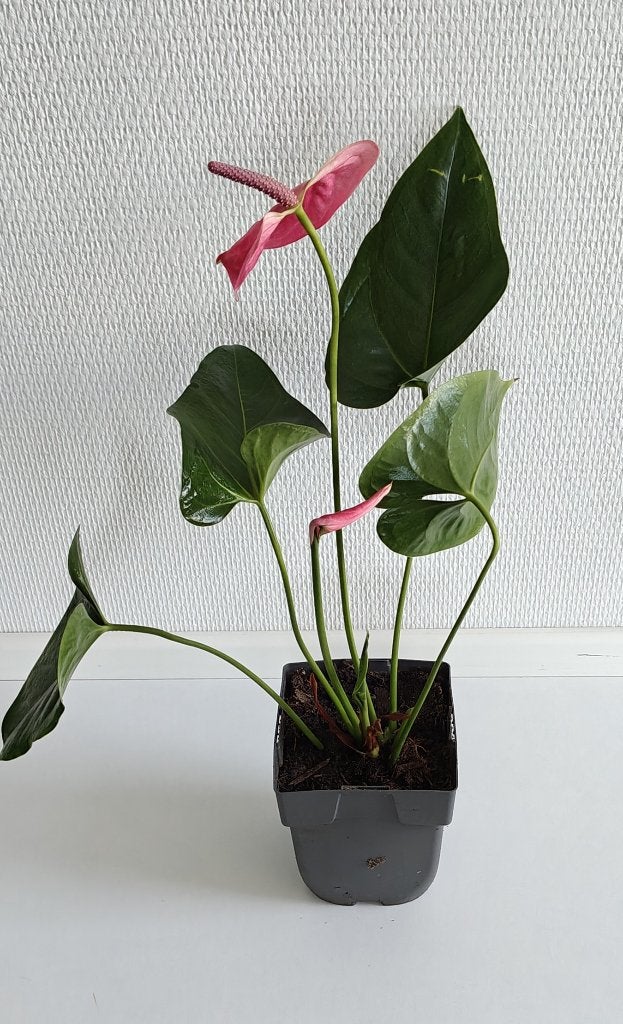 ANTHURIUM / Flamingoplant - nr. 2, Ophalen, Overige soorten, Halfschaduw, Minder dan 100 cm