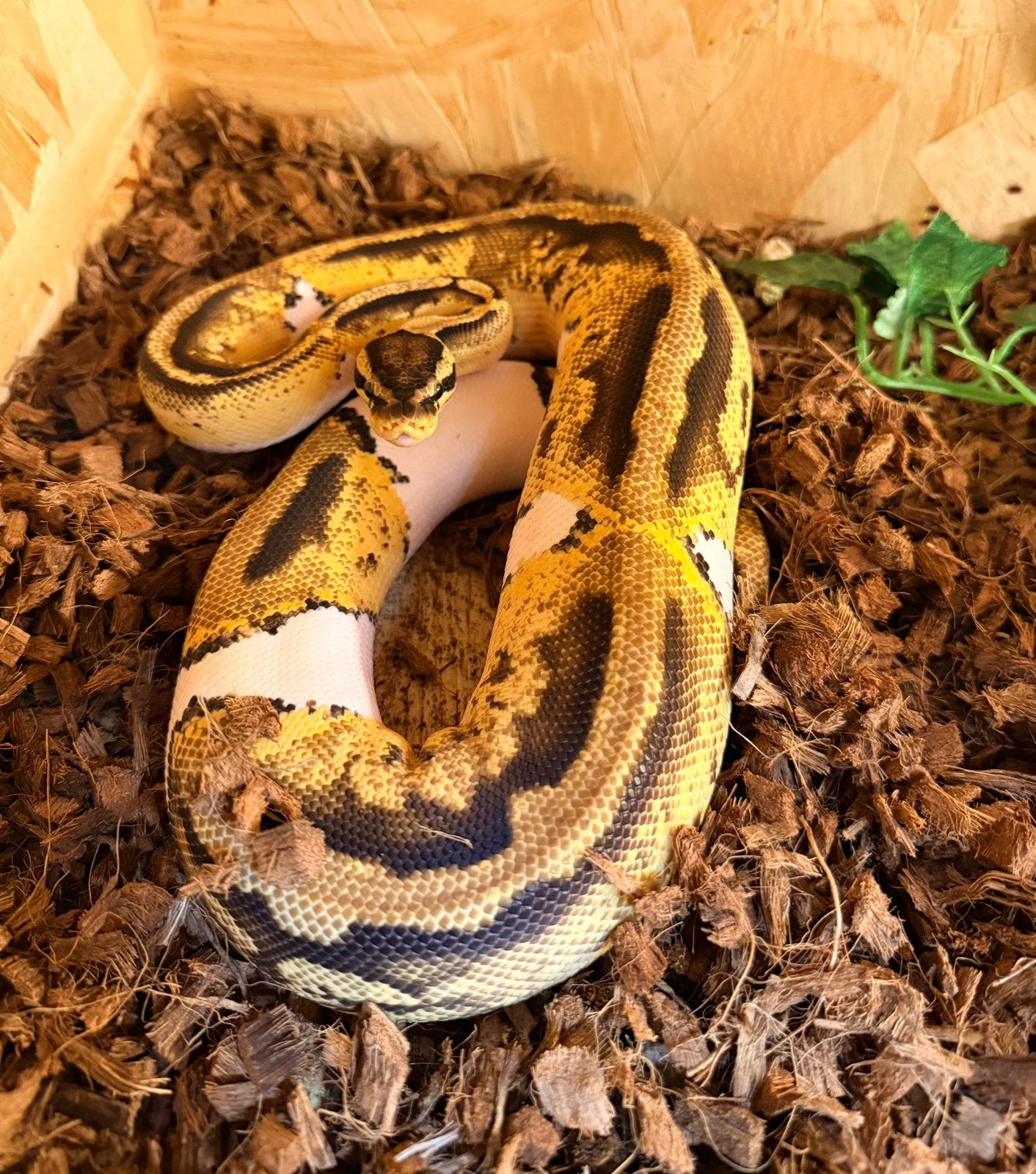 Ballpythons, Dieren en Toebehoren, Reptielen en Amfibieën, Slang, 0 tot 2 jaar