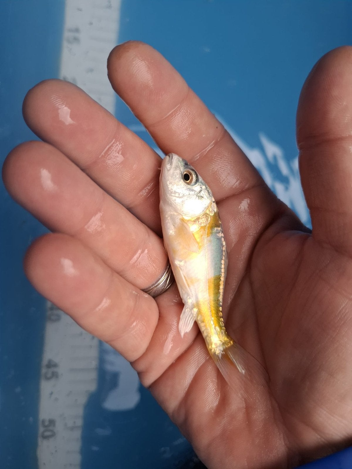 Jonge koi karper, Karper of Koi