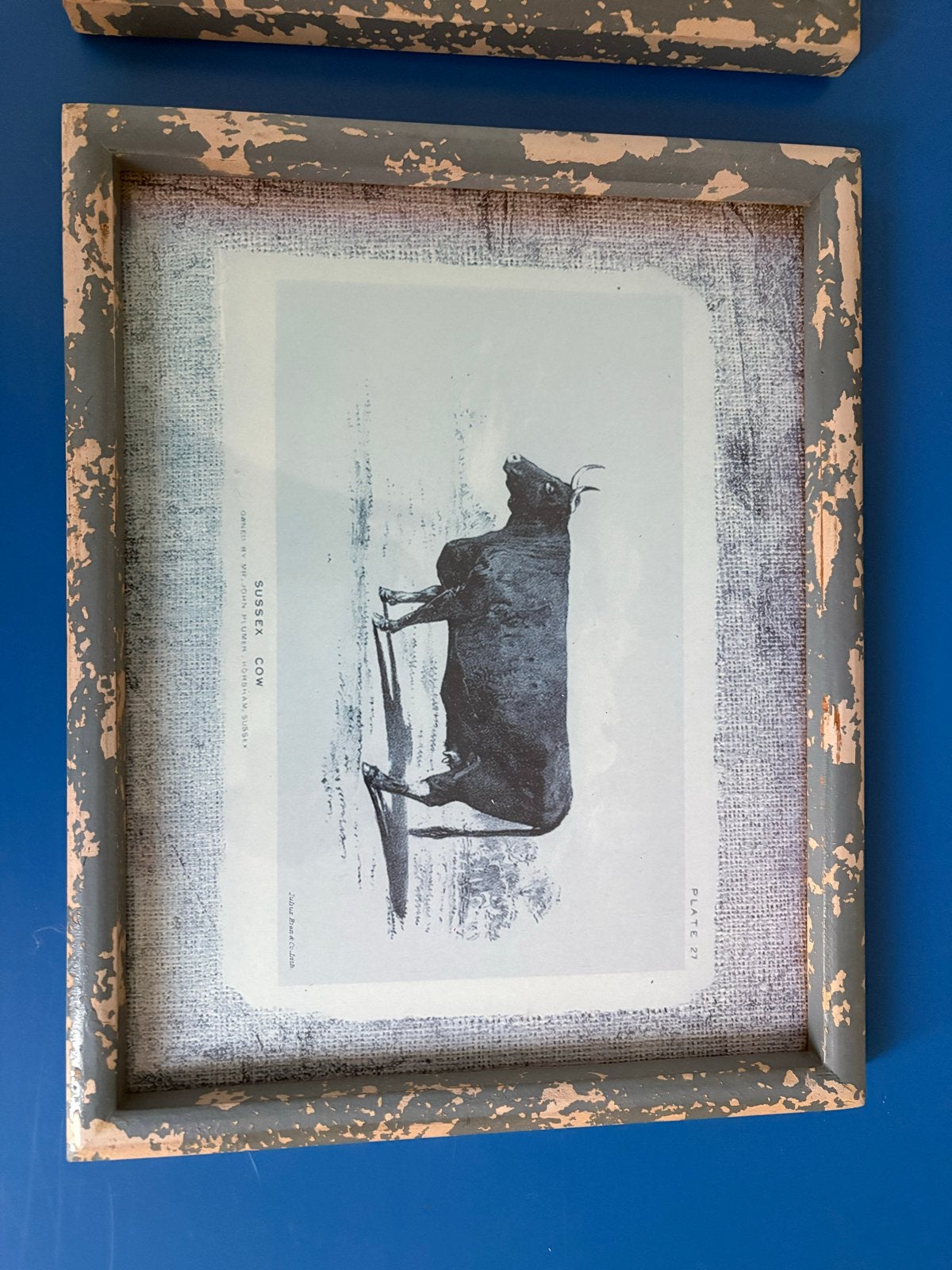 Set van 2 ingelijste vintage koeien prints, Huis en Inrichting, Minder dan 50 cm, Gebruikt, Ophalen of Verzenden, Print