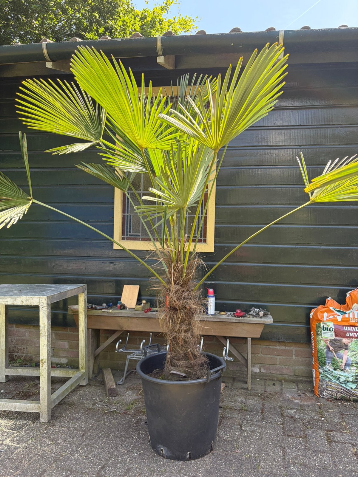 Trachycarpus Wagnerianus winterharde palmboom, 100 tot 250 cm, Zomer, Palmboom, Ophalen