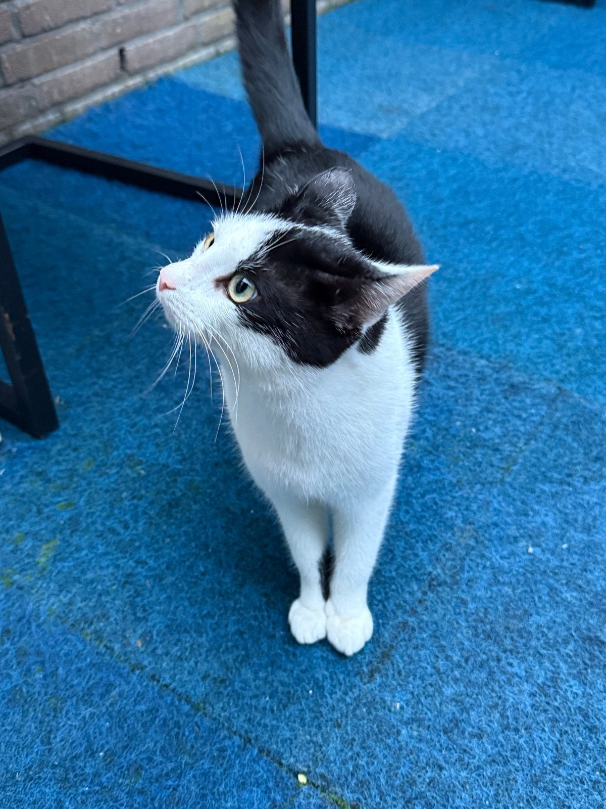 Hele lieve kitten, Dieren en Toebehoren, 0 tot 2 jaar