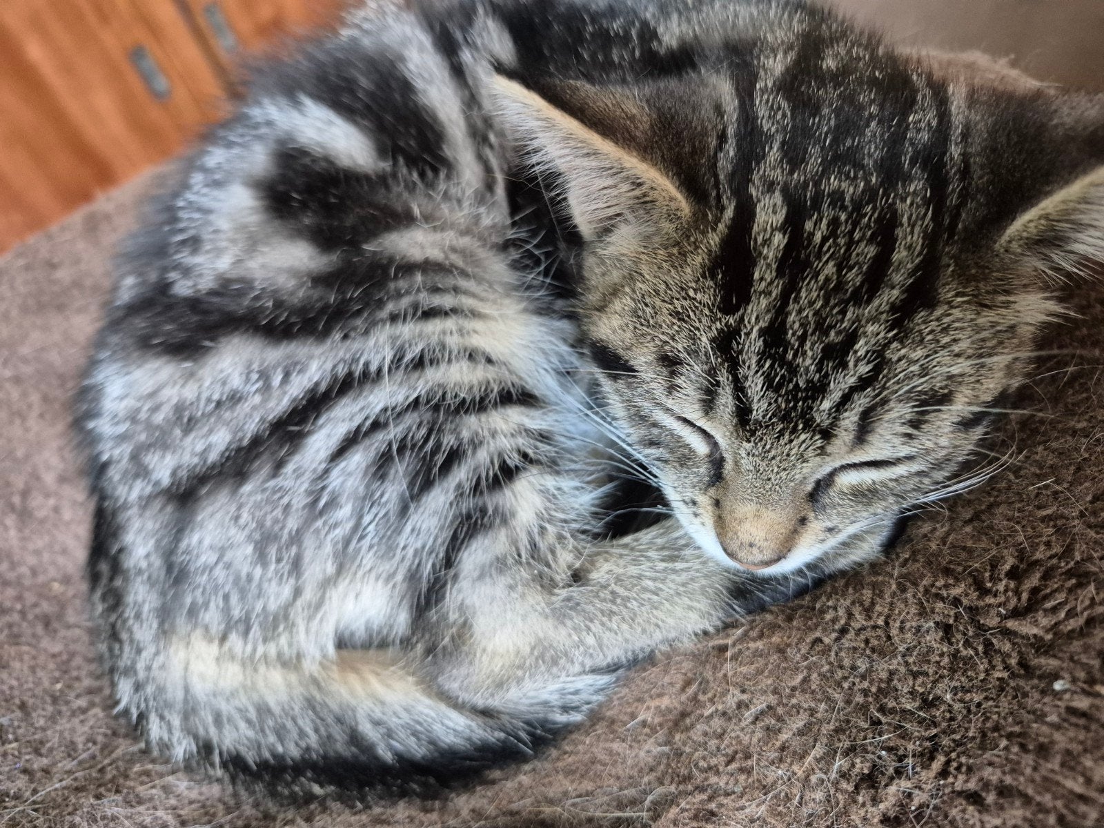 Kittens, Dieren en Toebehoren