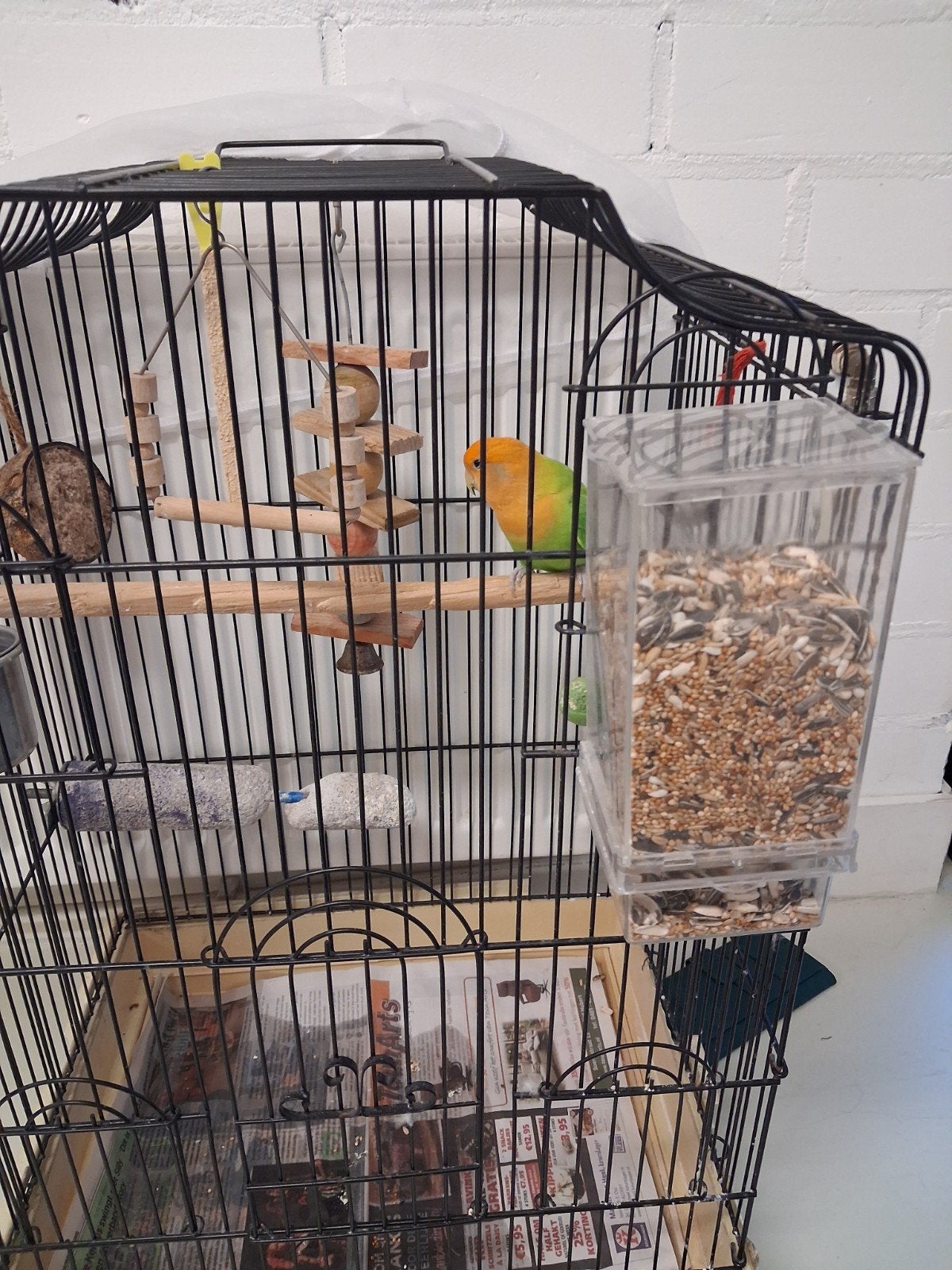 dwergpapegaai Agapornis met kooi, Dieren en Toebehoren, Mannelijk, Geringd