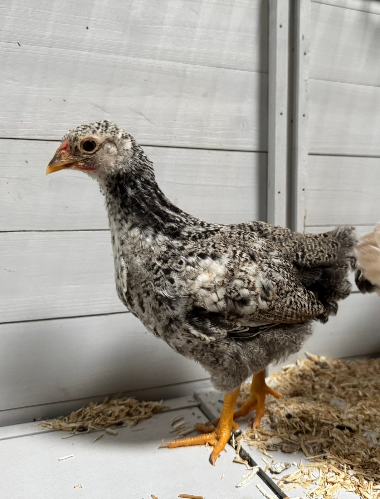 Jonge wyondotte kriel kuikens, Meerdere dieren, Kip