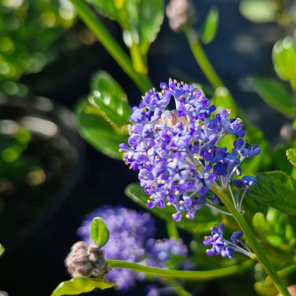 Amerikaanse sering (Ceanothus Victoria), Ophalen of Verzenden, Overige soorten, Struik, Minder dan 100 cm