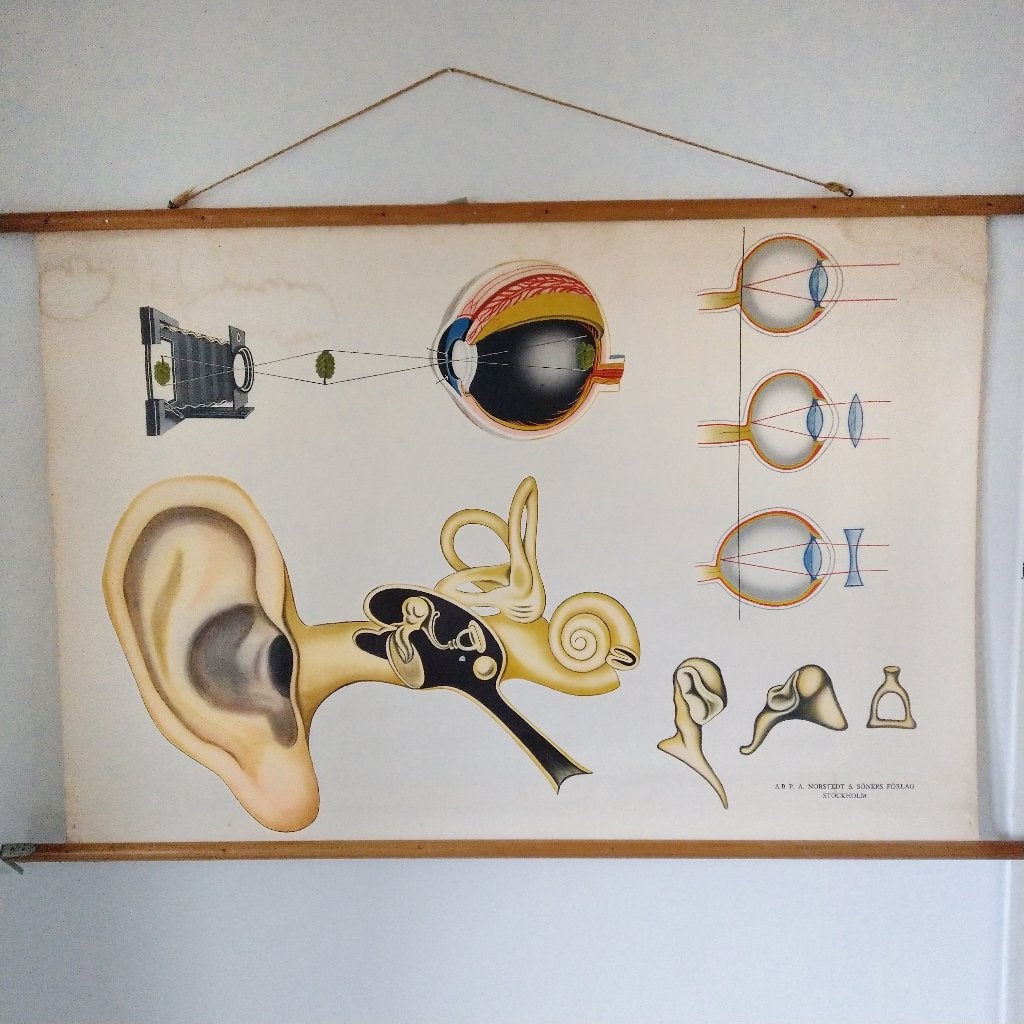 Schoolplaat Oog, oor, lens, gehoor, Antiek en Kunst, Ophalen of Verzenden, Natuur en Biologie