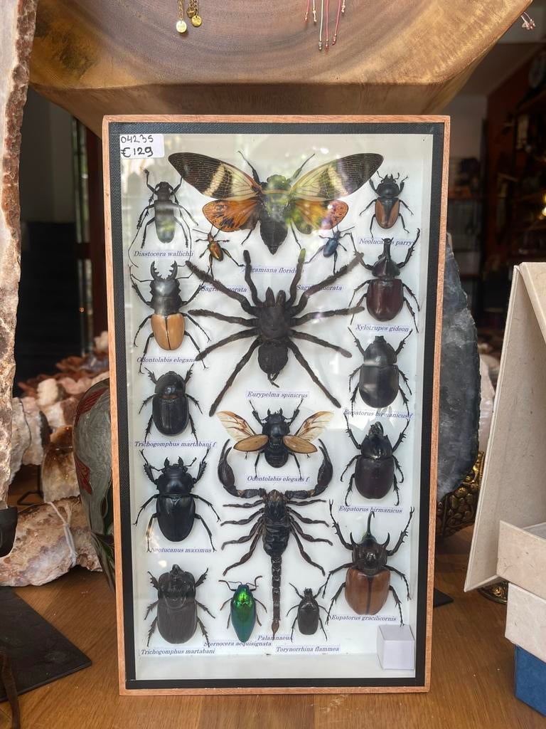 Opgezetten insecten in lijst, Ophalen, Zo goed als nieuw