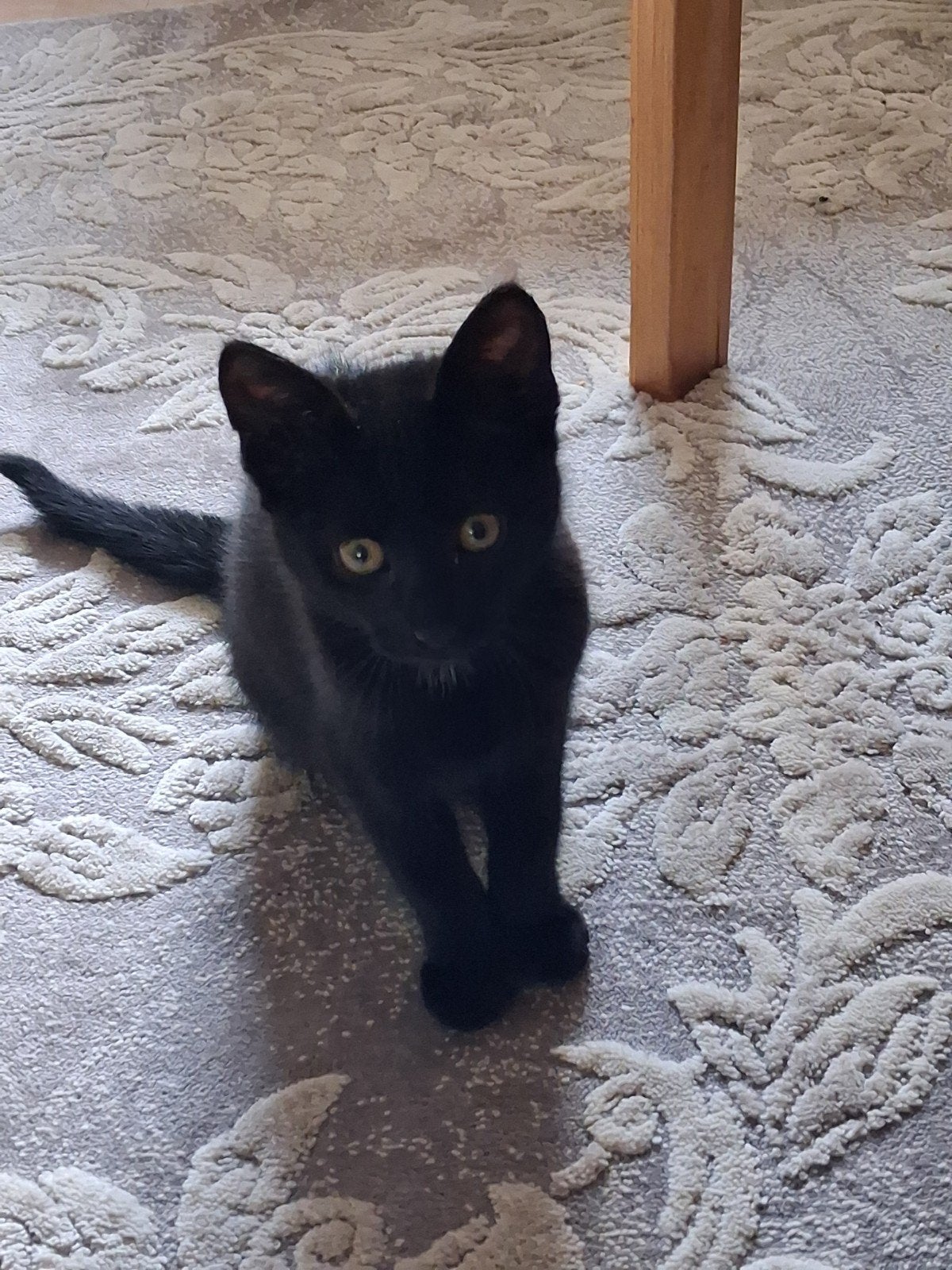 Kitten, Dieren en Toebehoren
