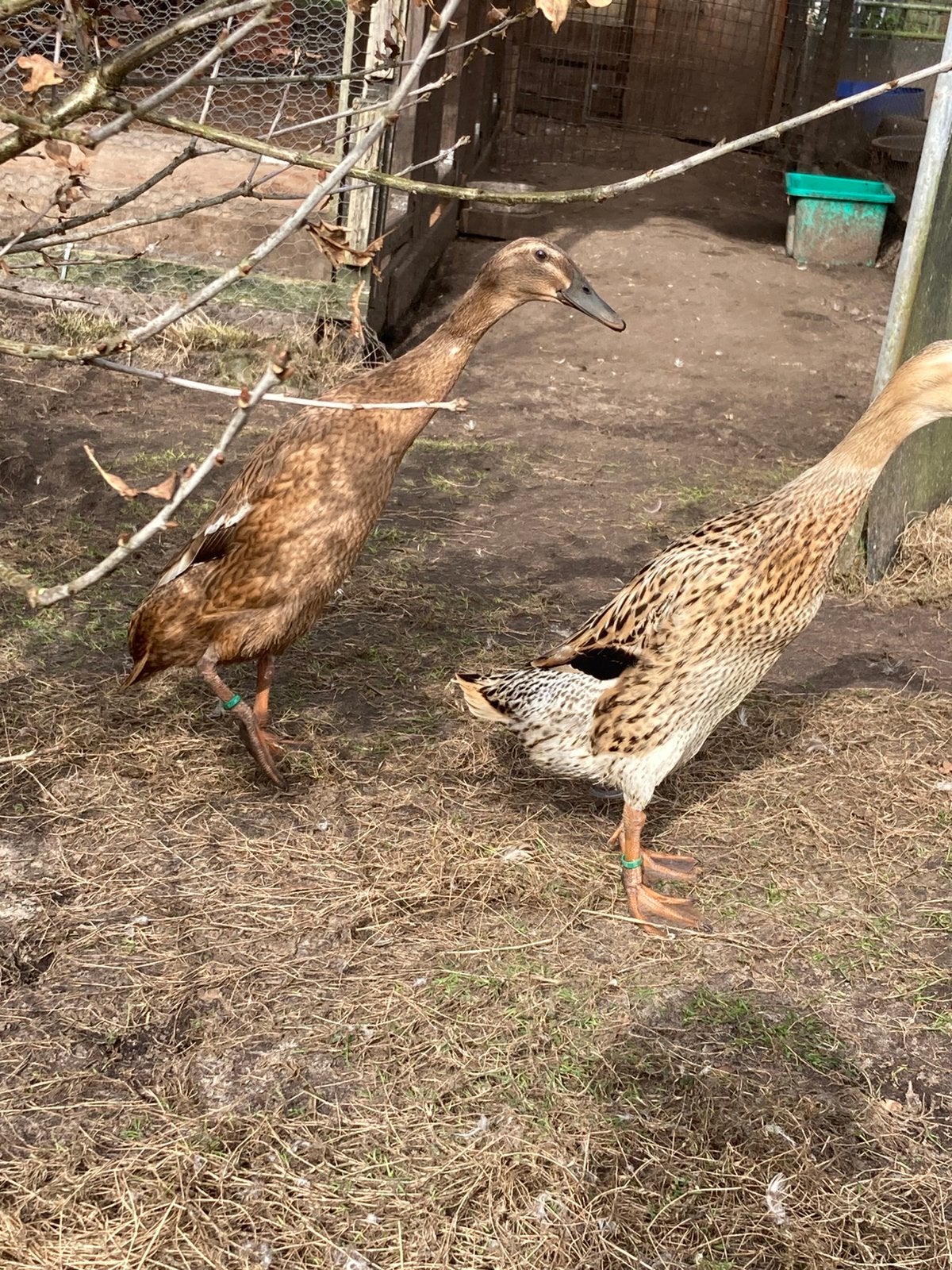 Indische loopeend broedeieren, Dieren en Toebehoren, Pluimvee, Geslacht onbekend, Eend