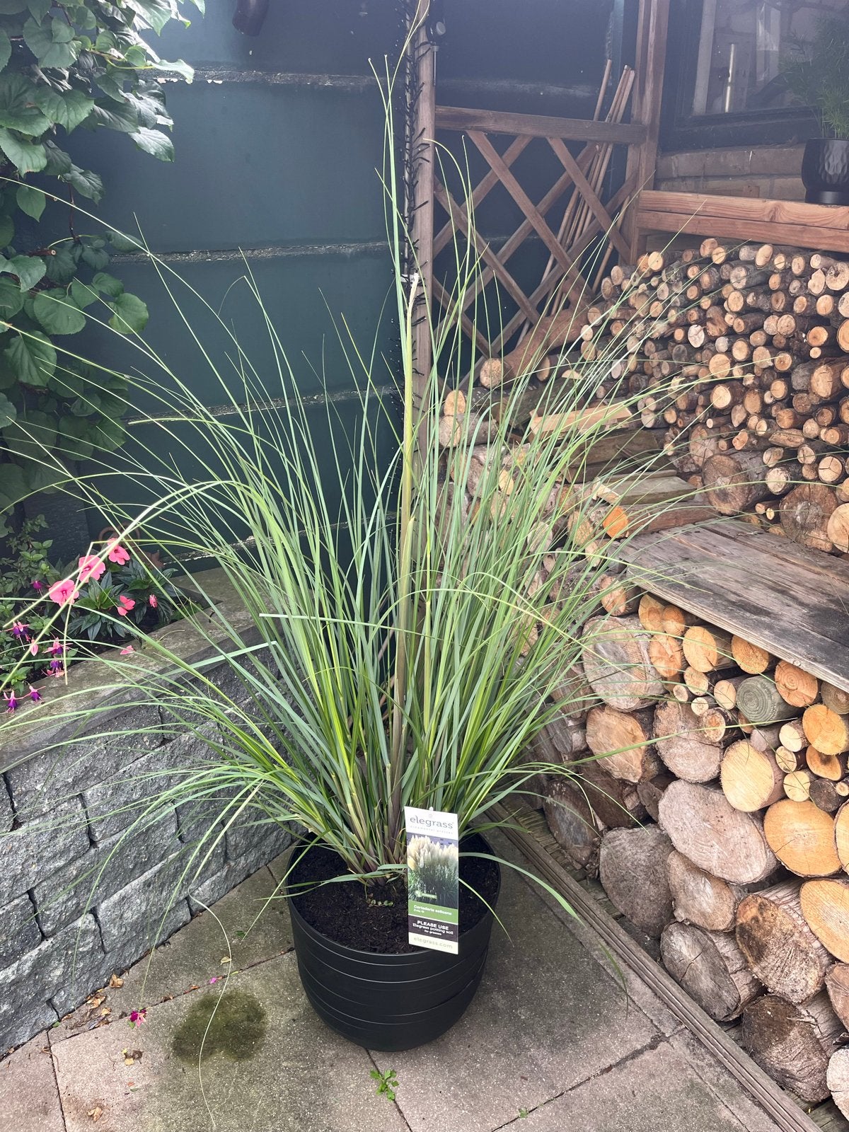 Groot Pampasgras (Cortaderia selloana) in zwarte pot, Ophalen, Volle zon, Vaste plant, Siergrassen