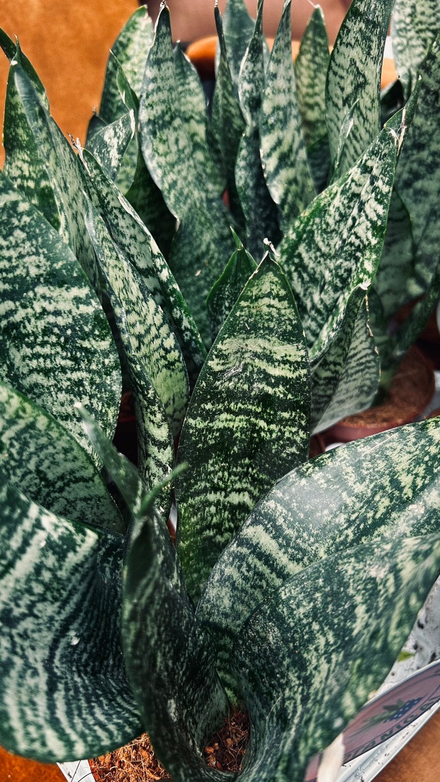 Sansevieria Trifasciata 'Zeylanica' - Sterke Kamerplant, Ophalen, Vetplant, Halfschaduw, In pot