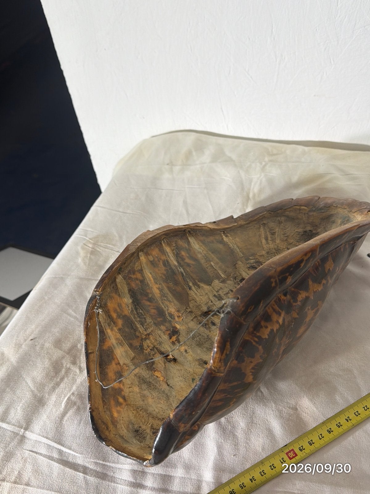 - Schildpadschild, Ophalen of Verzenden, Gebruikt, Overige soorten, Overige typen