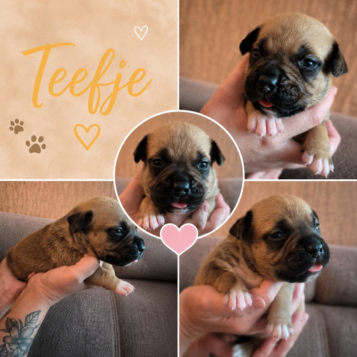 American bully pocket pups, Dieren en Toebehoren, Honden | Bulldogs, Pinschers en Molossers, Parvo, Overige rassen, 8 tot 15 weken