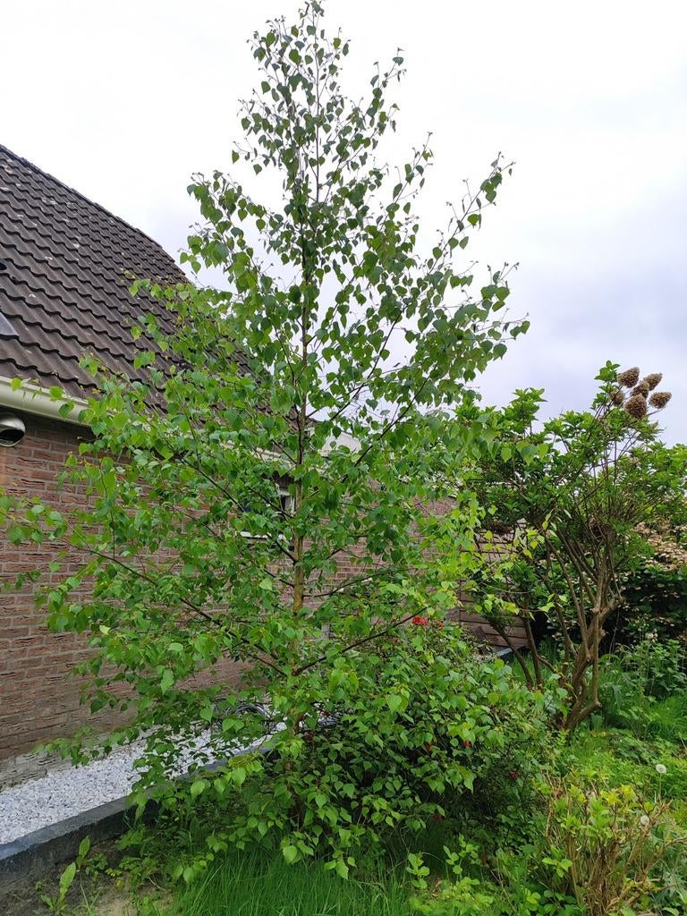 Jonge berk: sierlijke boom voor elke tuin, Tuin en Terras, Planten | Bomen, Ophalen, Bloeit niet, Halfschaduw, Overige soorten