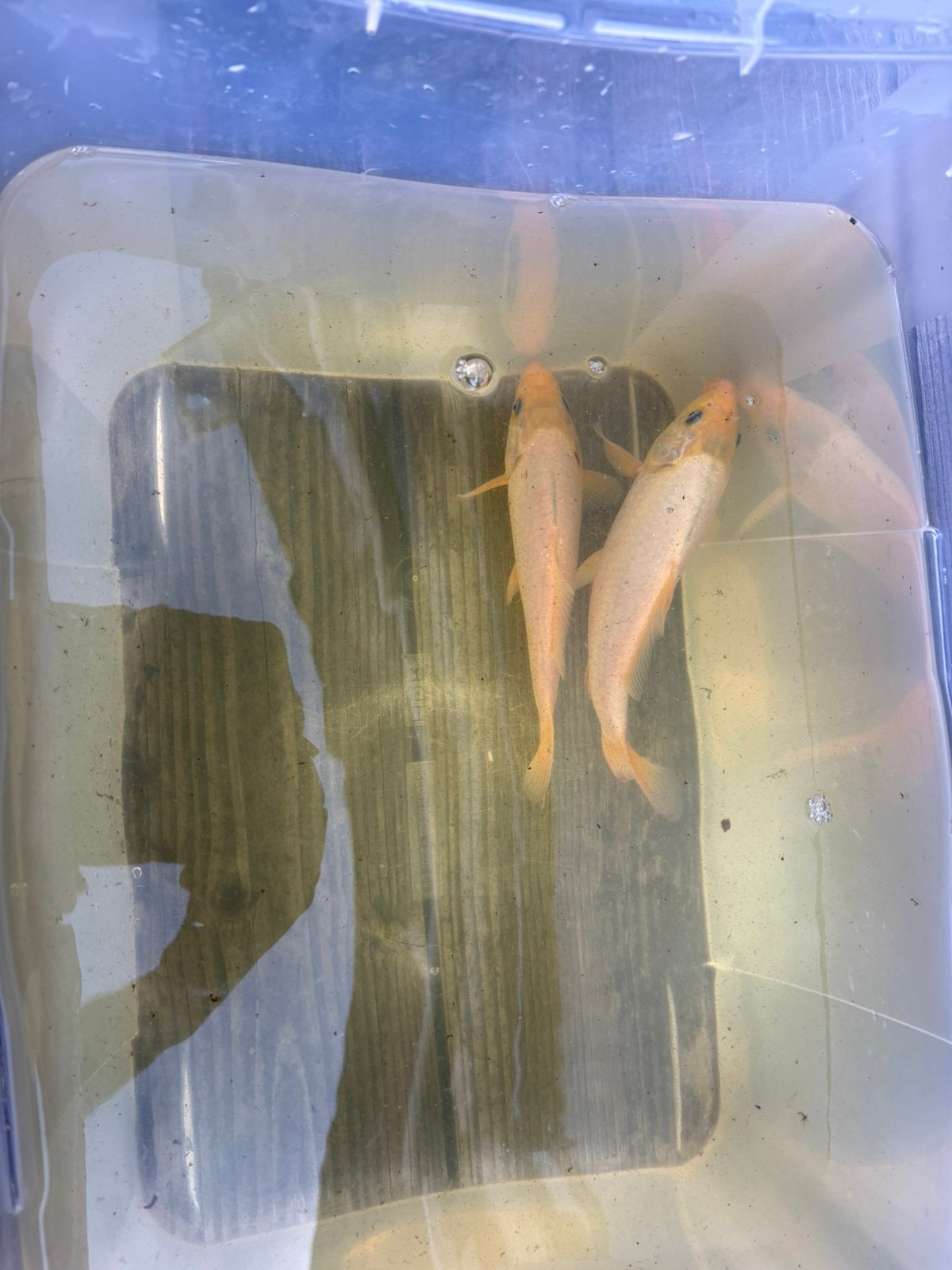 Karashigoi Koi te koop, Dieren en Toebehoren, Karper of Koi