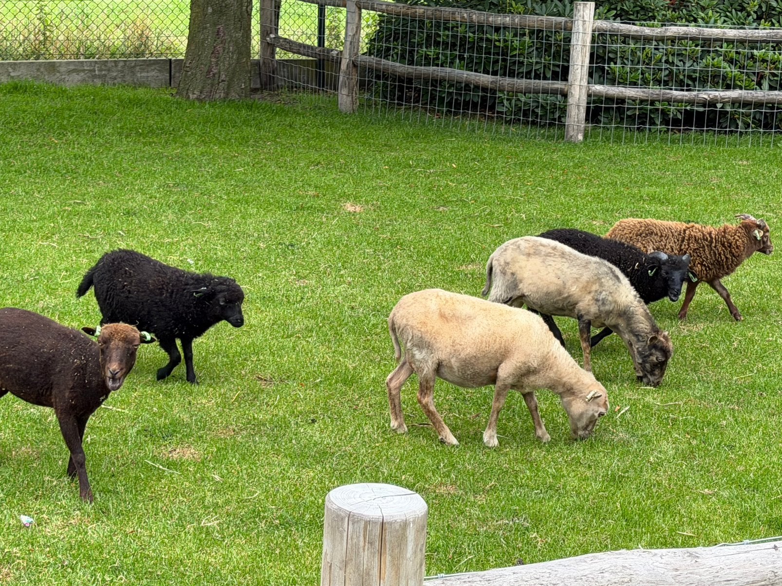 Quessant ouessant ooi ooien. 4 stuks, Dieren en Toebehoren, Vrouwelijk, Schaap