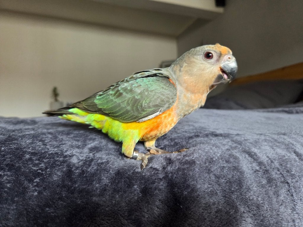 Super schattige roodbuik papegaai mannetje Baby, Dieren en Toebehoren, Vogels | Parkieten en Papegaaien, Mannelijk, Papegaai, Pratend