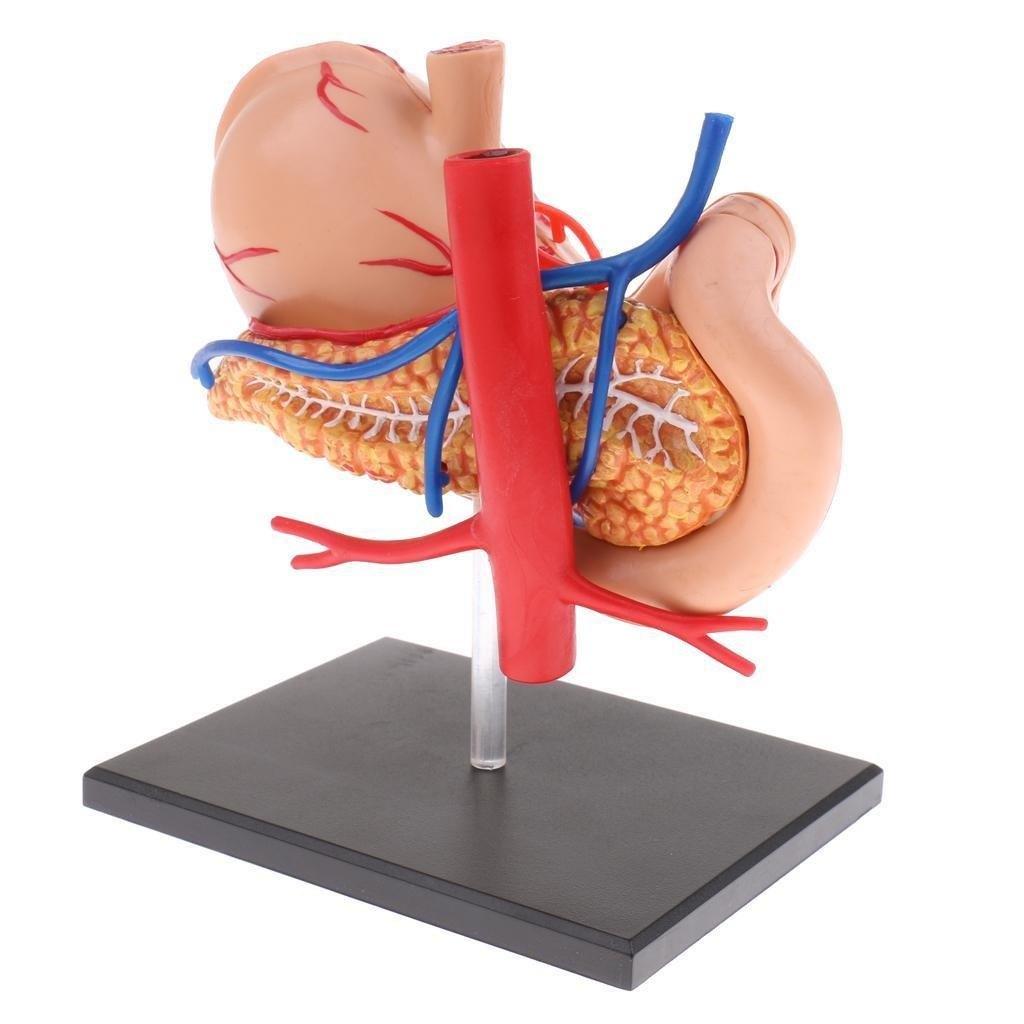 Maag & Alvleesklier Menselijk Anatomie Model School Medisch, Diversen, Schoolbenodigdheden, Verzenden, Nieuw