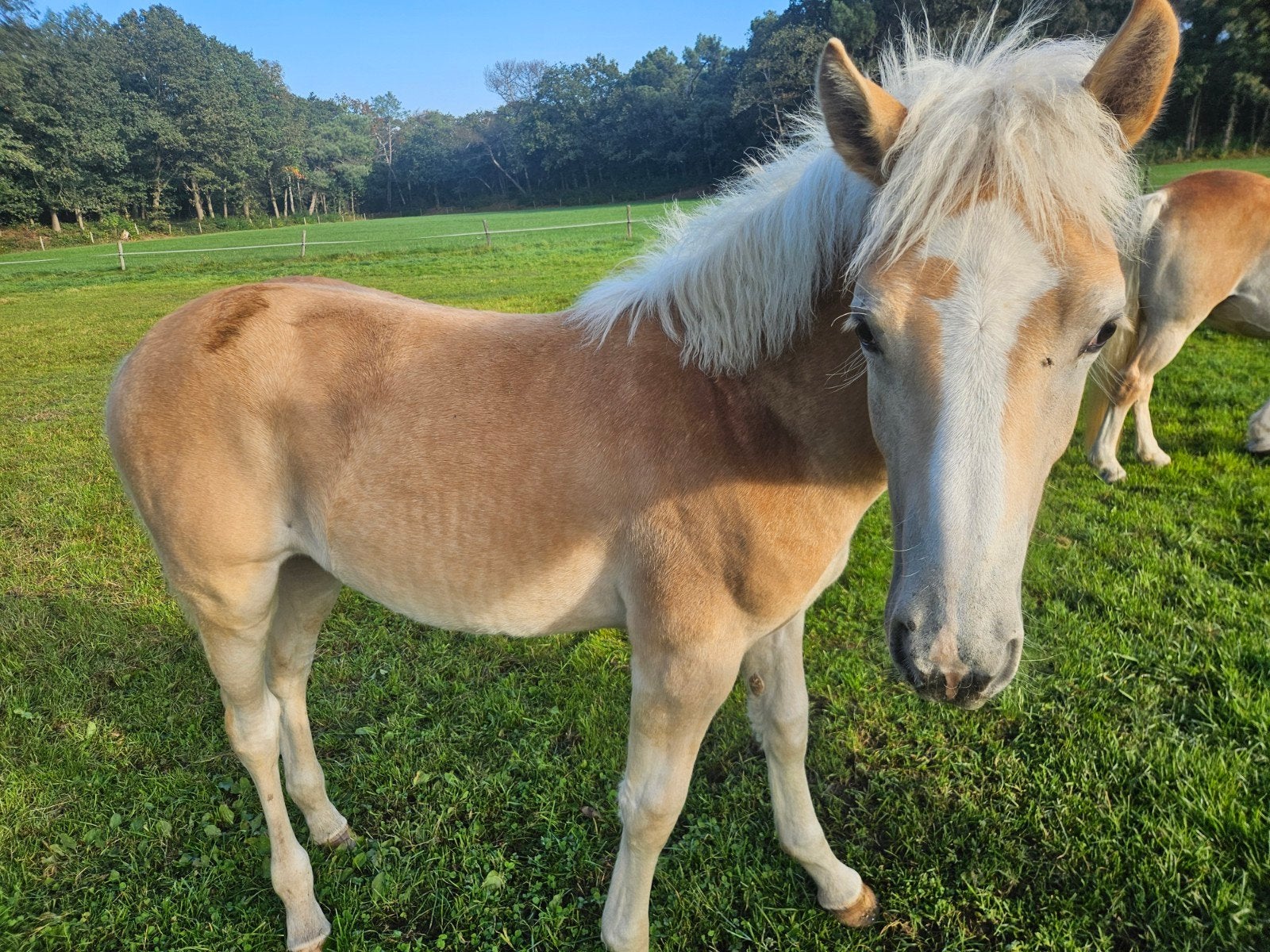haflinger, Merrie, Minder dan 160 cm, Recreatiepaard, 0 tot 2 jaar