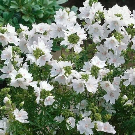 Zaden Malva moschata alba, Verzenden, Volle zon