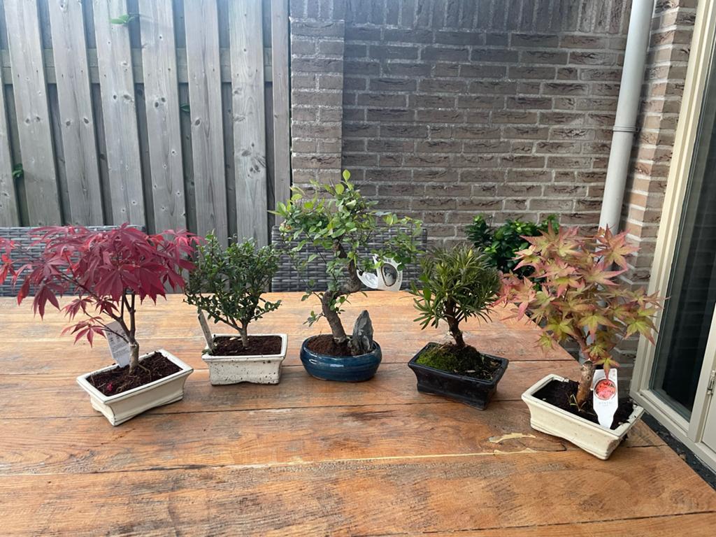 Partij Bonsai Starterspakket - 5 Stuks, Ophalen of Verzenden, Bloeit niet, Overige soorten, Halfschaduw